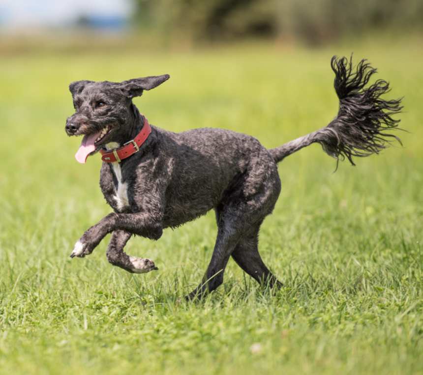 Are Portuguese Water Dogs good family dogs?