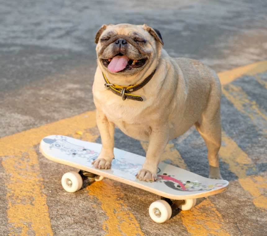 What is the rarest Pug color?