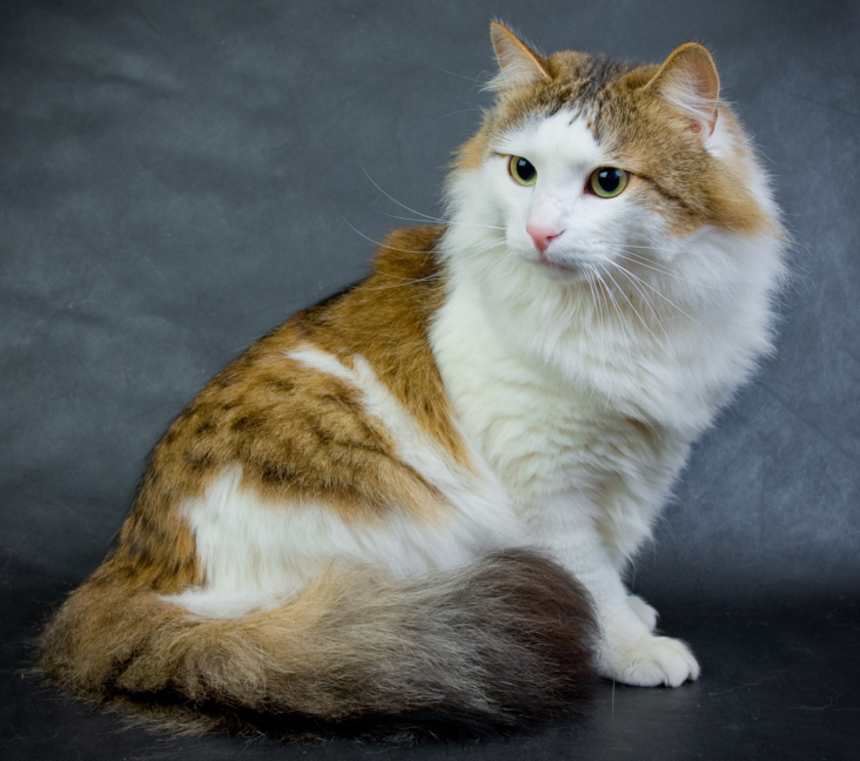 Are Ragamuffin cats healthy?