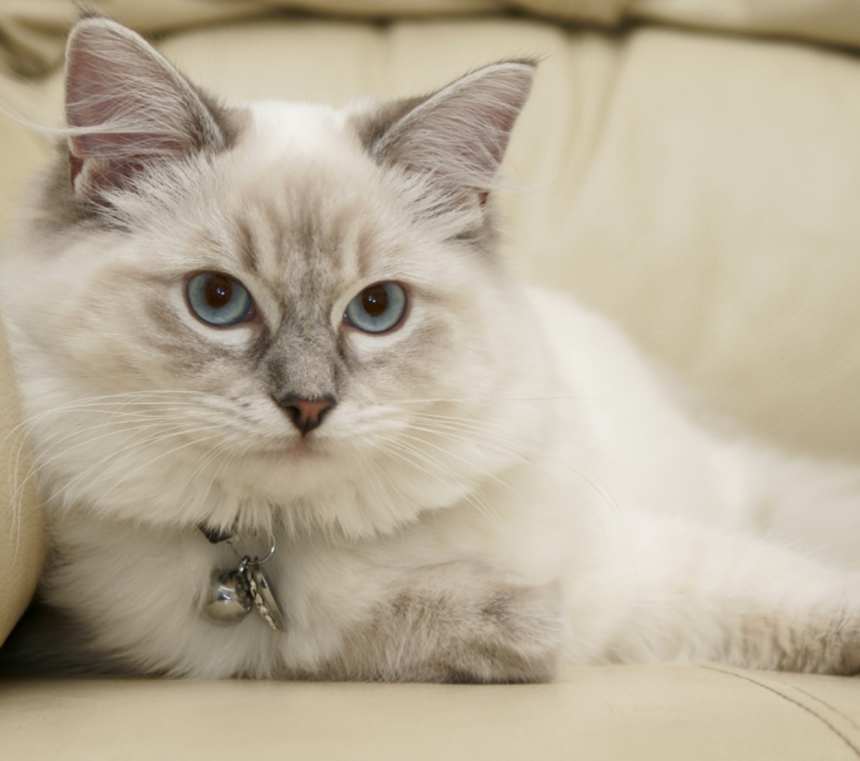 What does a Ragdoll cat look like?