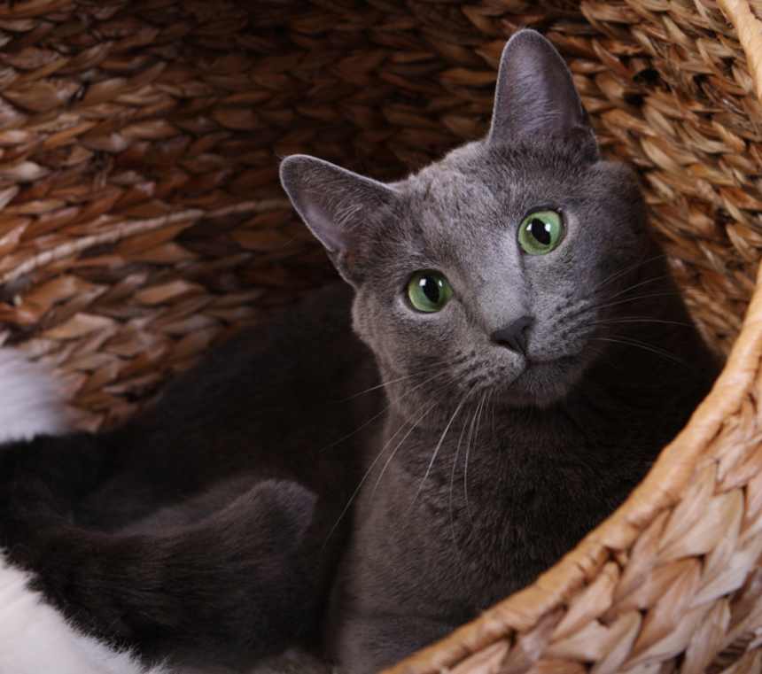 How many types of Russian Blue pedigrees are there?