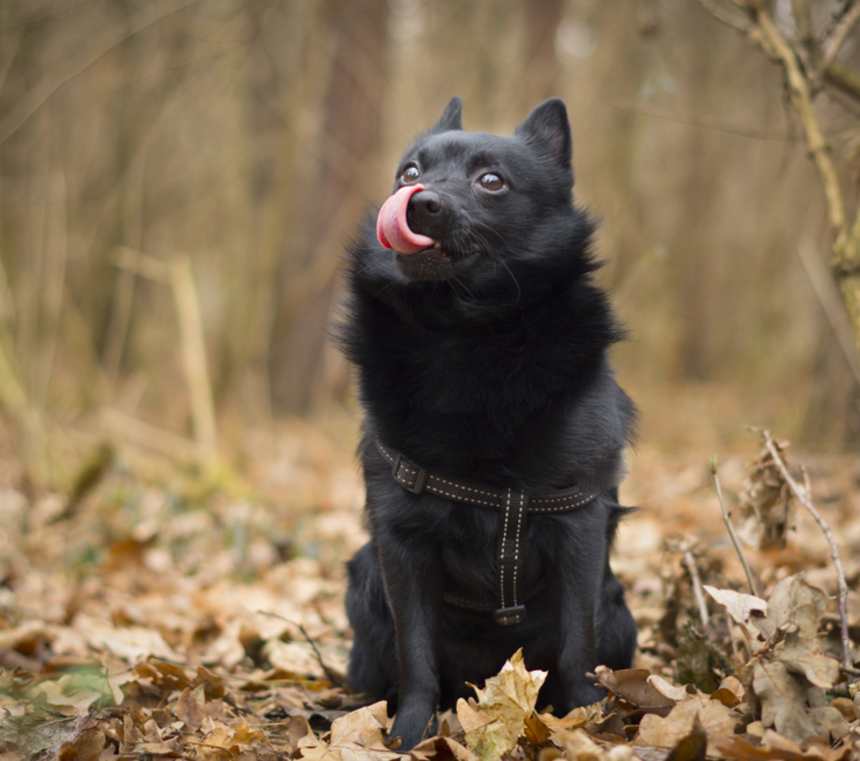 Are Schipperkes good with other dogs?