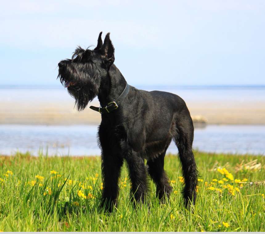 When do Giant Schnauzers stop growing?