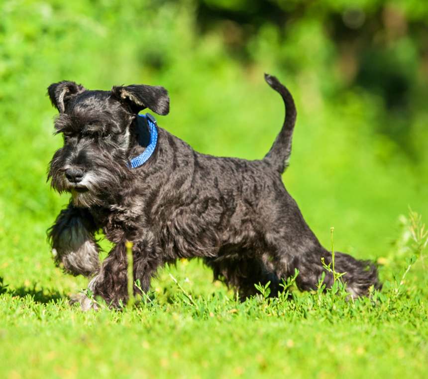 Are Miniature Schnauzers hypoallergenic?