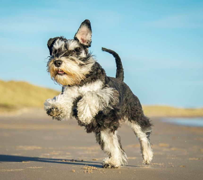 Are Standard Schnauzers healthy?