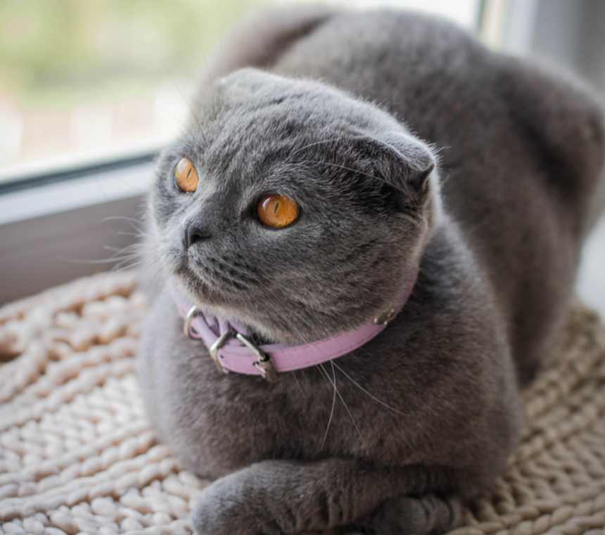 Are Scottish Fold cats good pets?