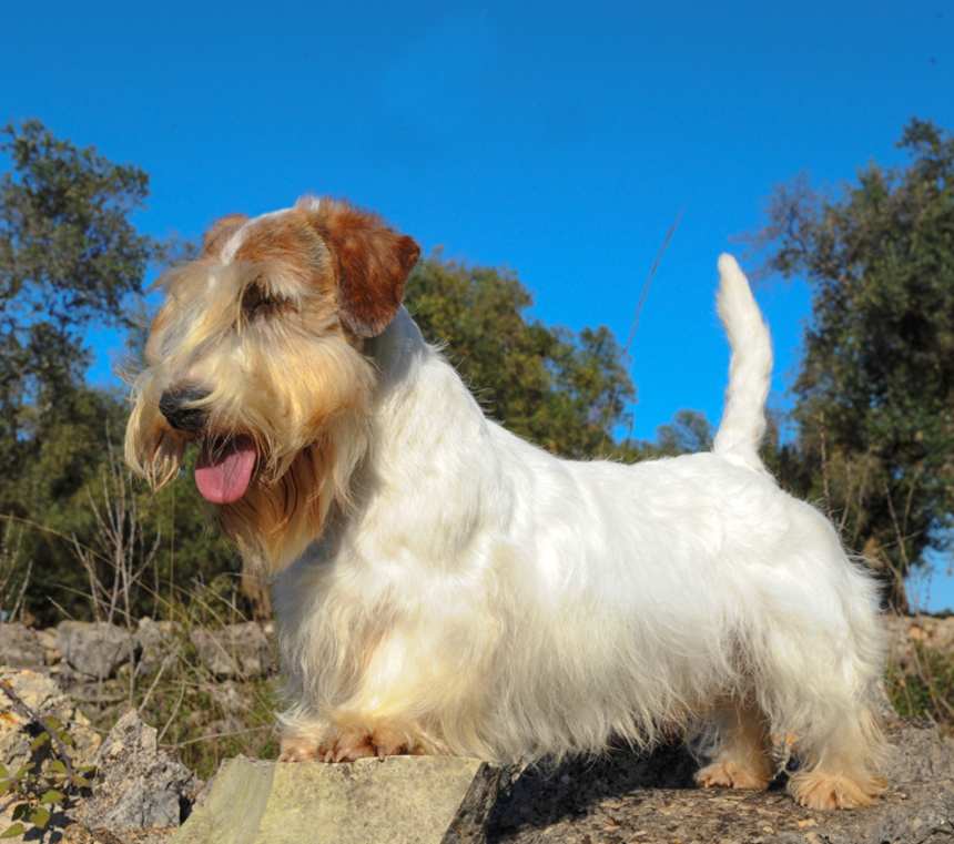 How big do Sealyham Terriers get?