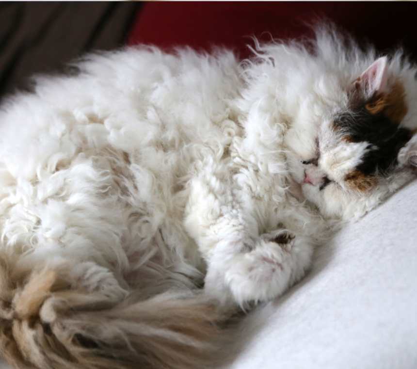 How much does a Selkirk Rex cost?