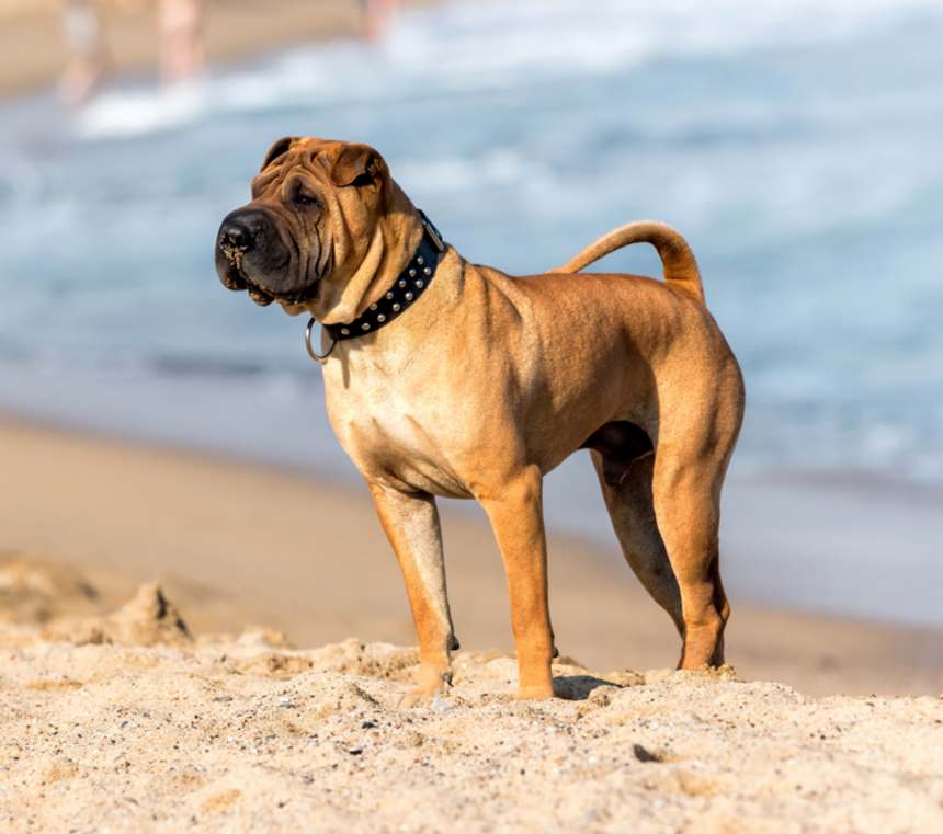 Do Shar-Pei have breathing problems?