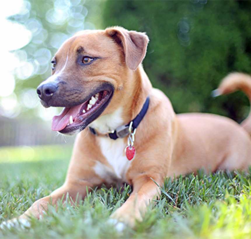 Are German Pit Bulls hypoallergenic?