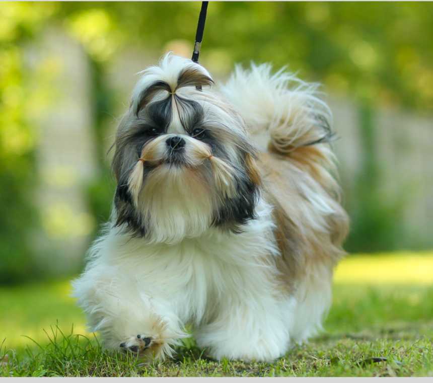 Are there different types of Shih Tzu?