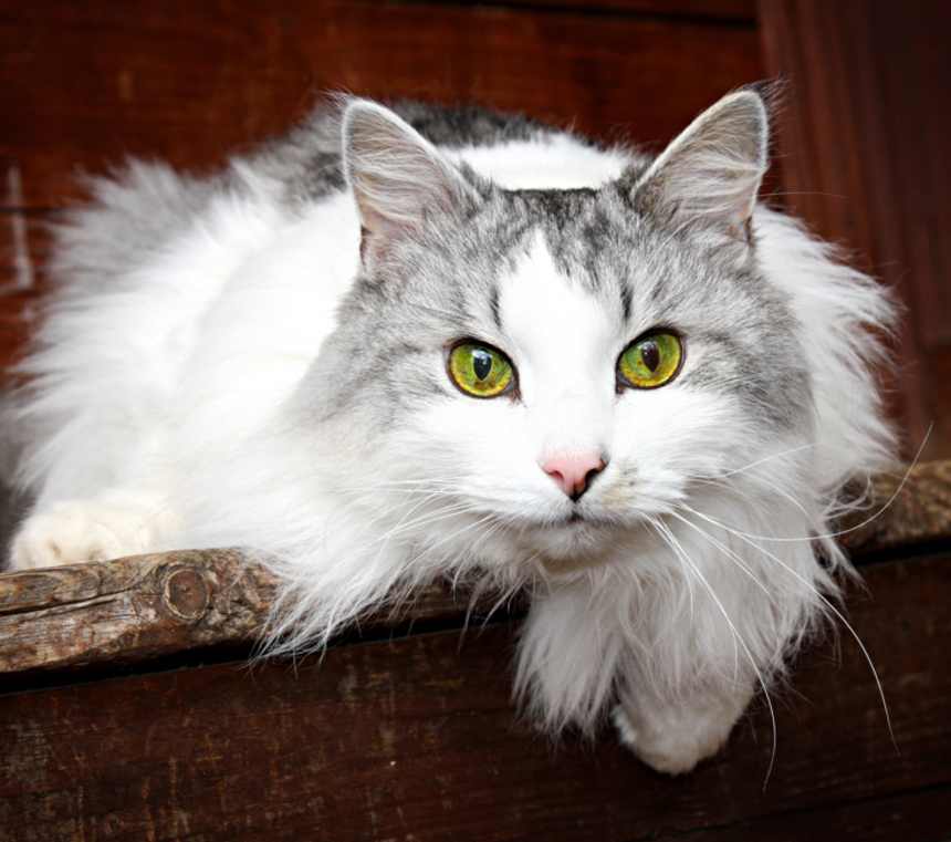 What is the rarest Siberian cat color?
