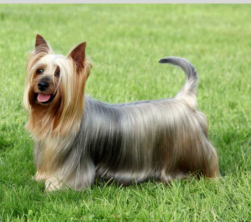 When do Silky Terriers stop growing?