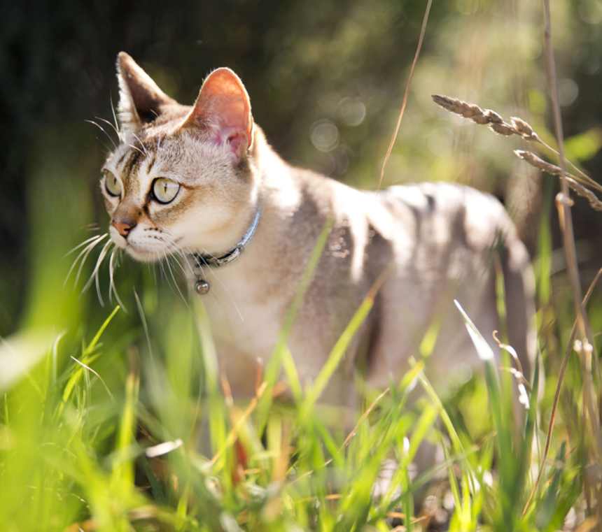 When do Singapura cats stop growing?