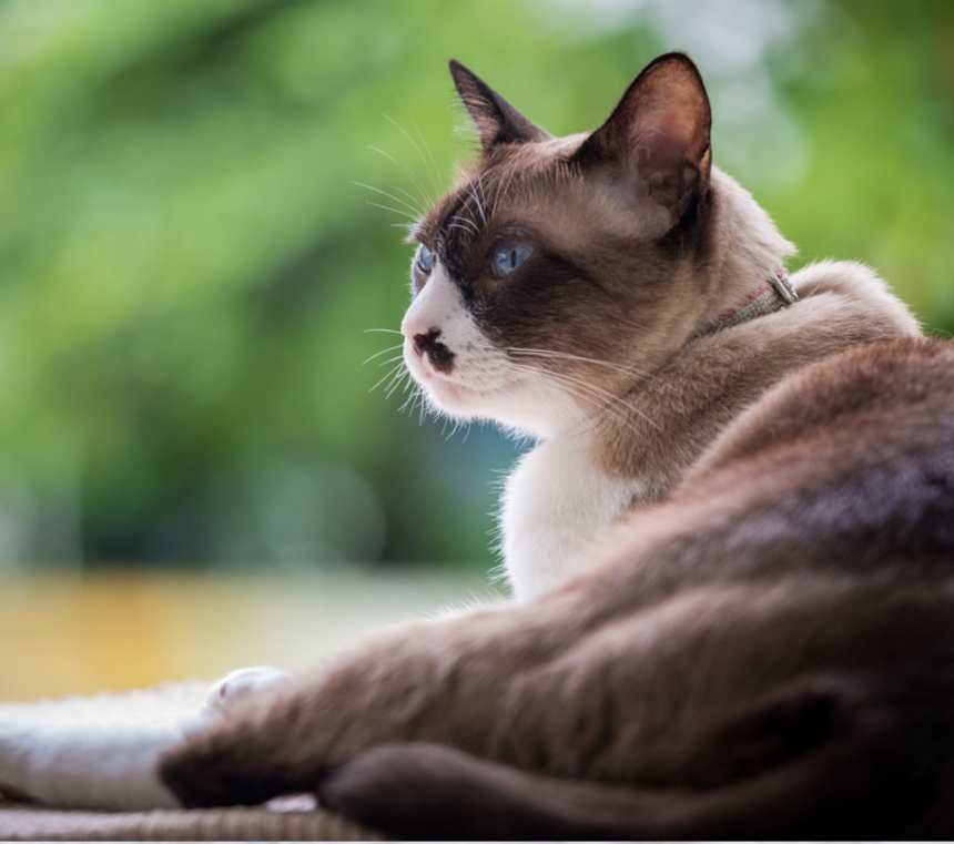 Are Snowshoe cats hypoallergenic?