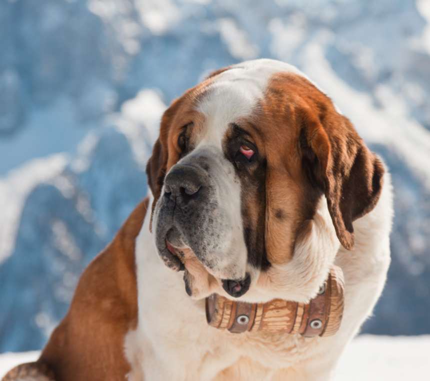Are St. Bernards good dogs?