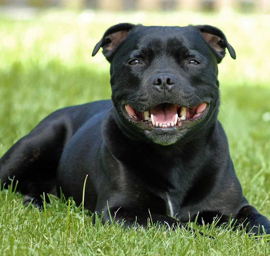 Do Staffies like cuddles?