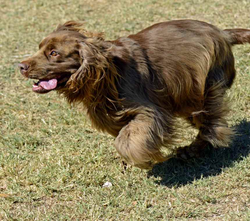 Why are Sussex Spaniels so rare?