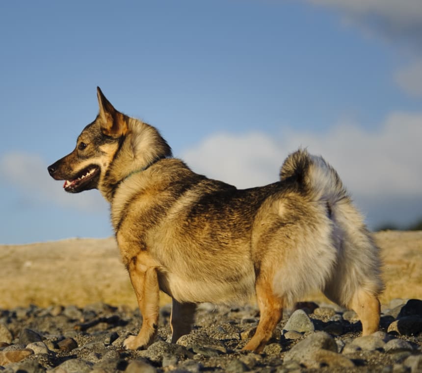 How long do Swedish Vallhunds live?