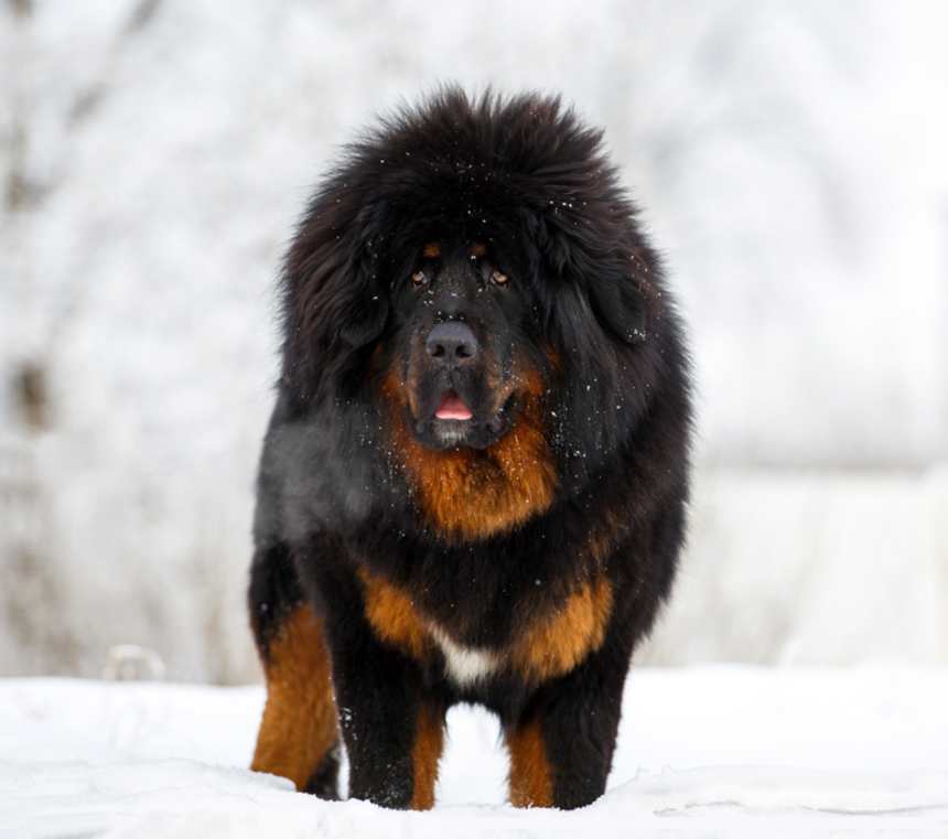 Are Tibetan Mastiffs good for first-time pet parents?
