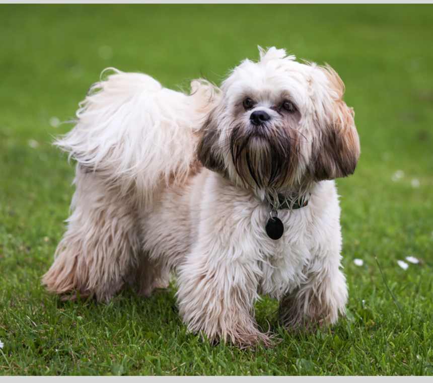 When do Tibetan Terriers stop growing?