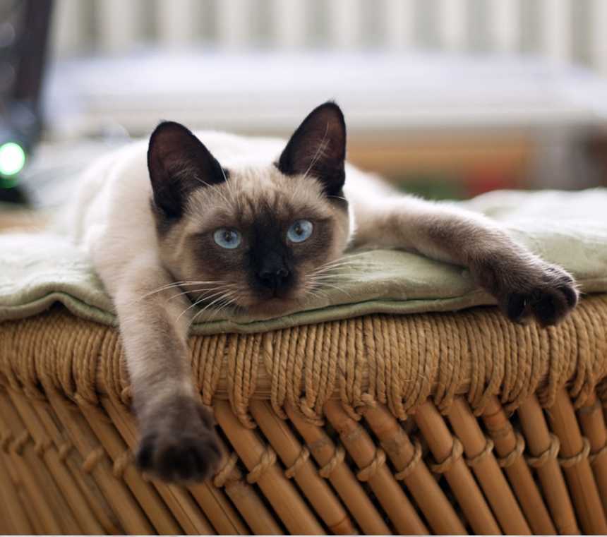 Are Tonkinese cats healthy?