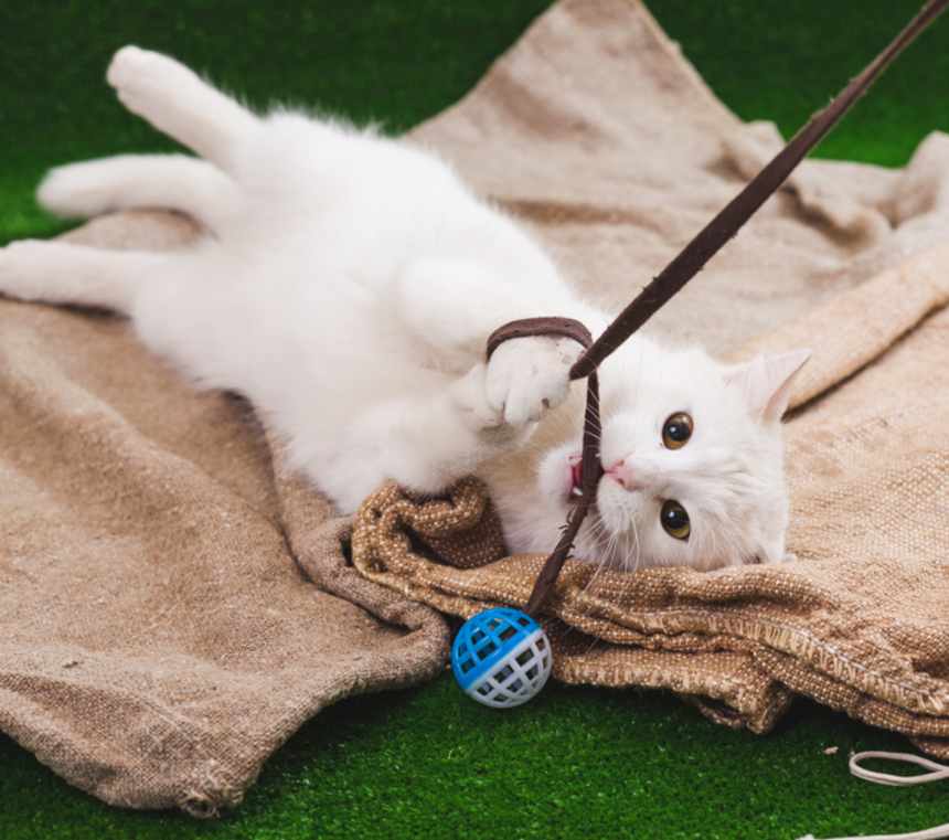 How big do Turkish Angora cats get?