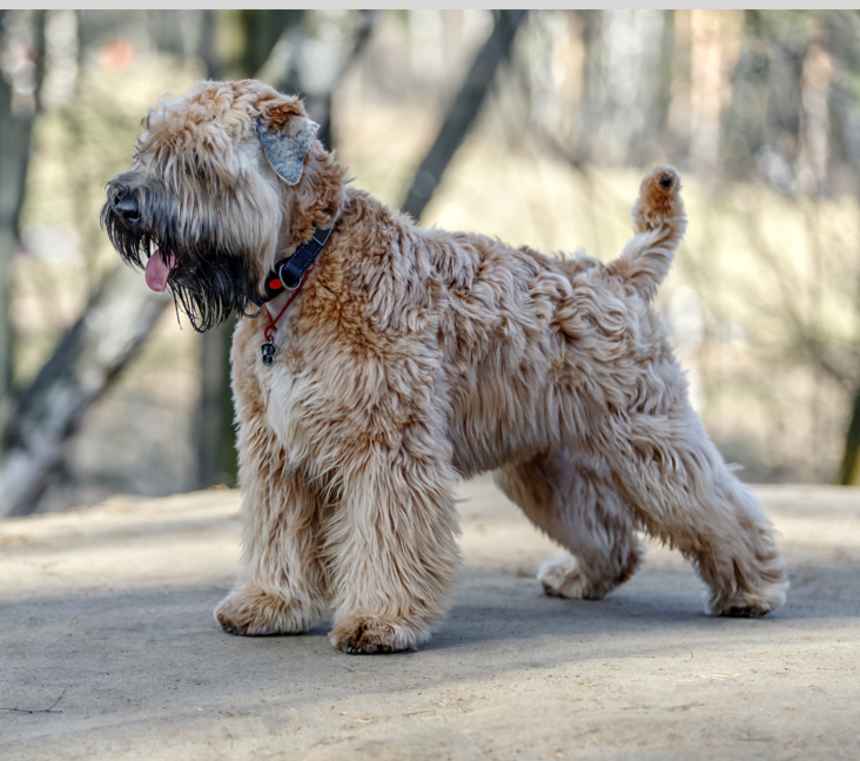 Are Wheaten Terriers easy to train?