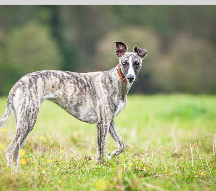 Are Whippets aggressive?