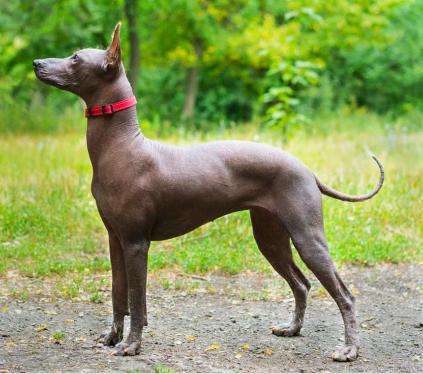 How long do Xolo dogs live?