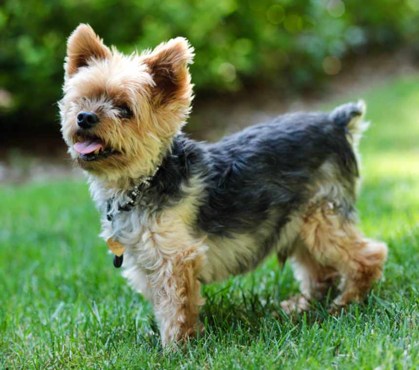 How many types of Yorkies are there?