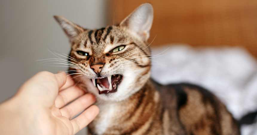 5 Common Cat Behaviors Issues Explained