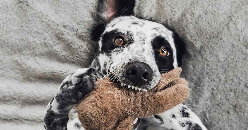 The 15 Cutest Mixed Dog Breeds