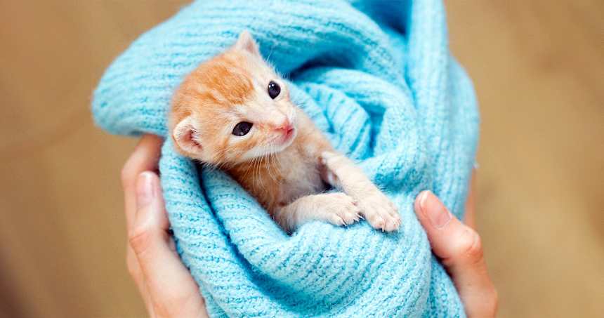 Rescues Seek More Fosters as Kitten Season Approaches