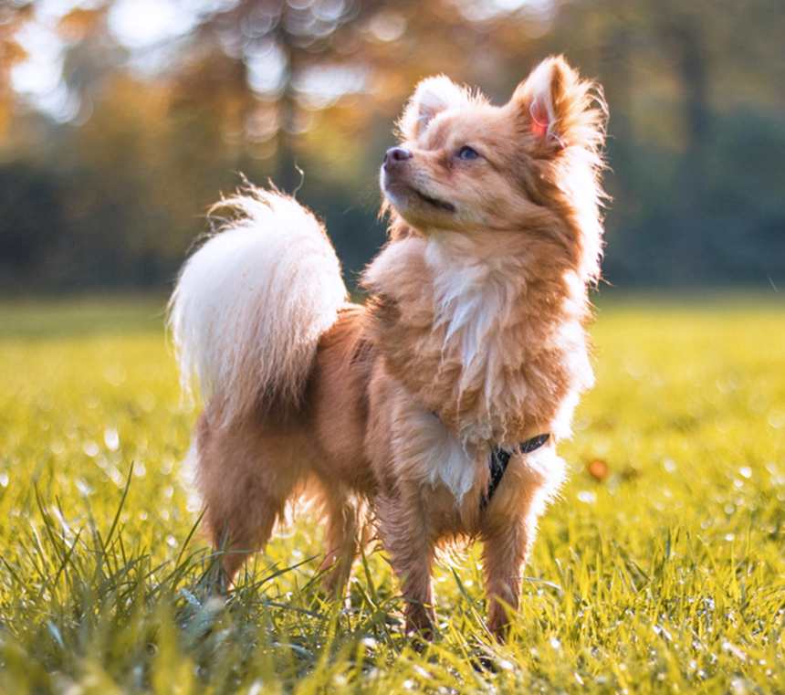 How long do Pomchis live?