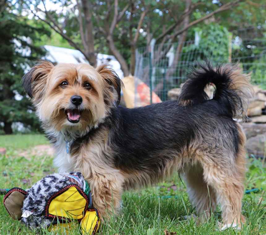 Is a Shorkie a good family dog?