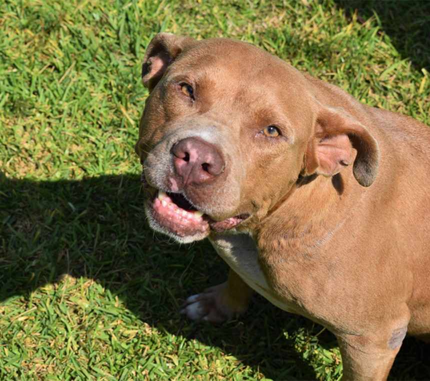 How many types of American Pit Bull Terriers are there?