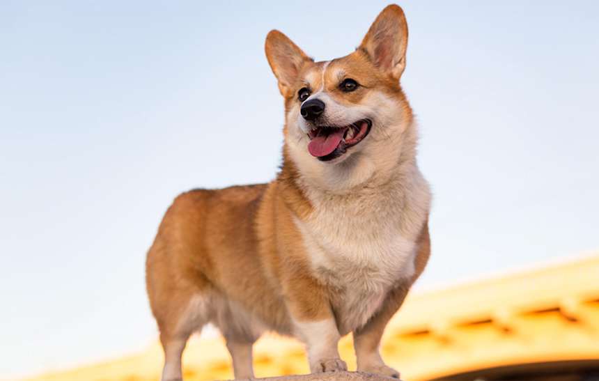 Hero image