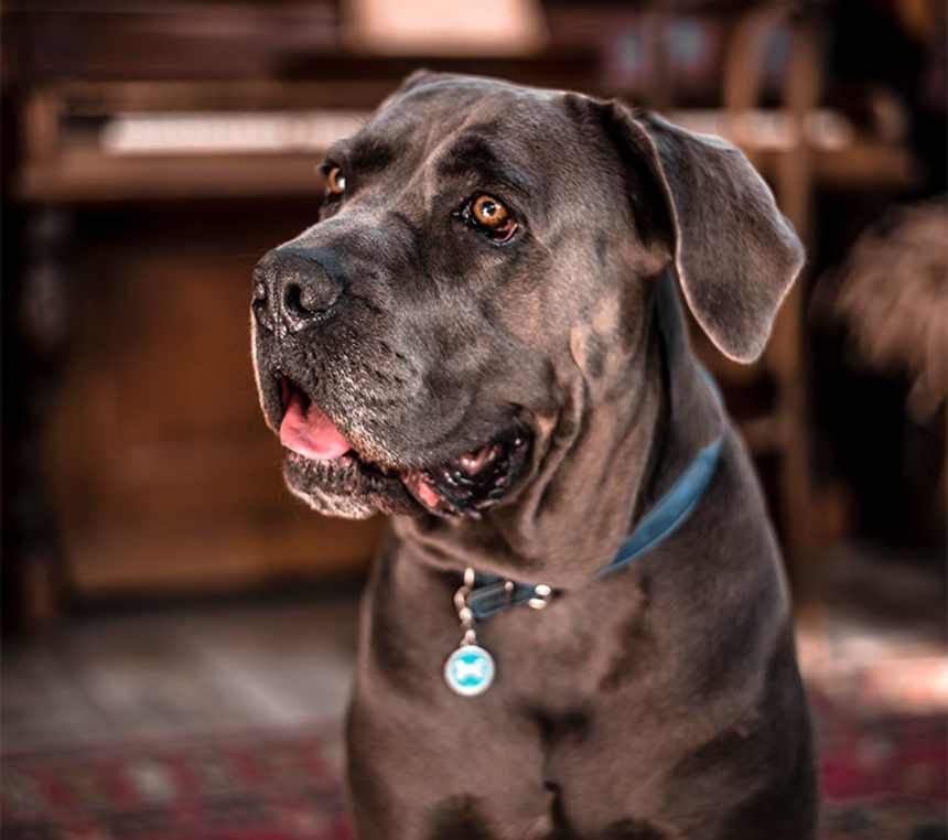 Are Cane Corsos good guard dogs?