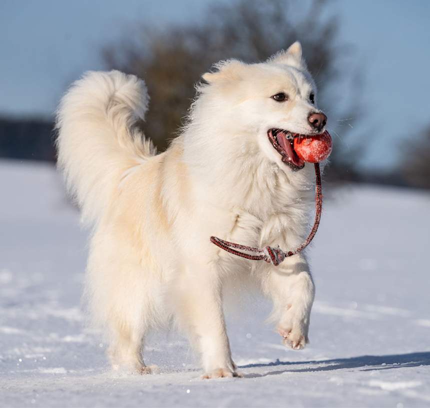 Are Icelandic Sheepdogs good with cats?