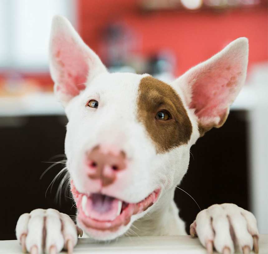 When do Miniature Bull Terriers stop growing?
