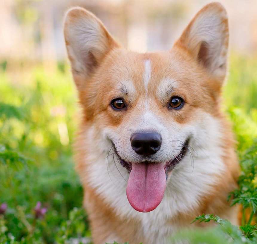Are Pembroke Welsh Corgis super active?