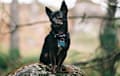 Chihuahua - brindle