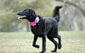 Curly Coated Retriever - black
