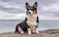 corgi - Black-headed tri-color