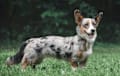corgi - Blue Merle