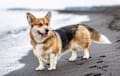 corgi - Red-headed tri-color