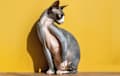 Sphynx - black and white