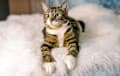 Polydactyl Hemingway