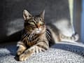 tabby - brown